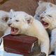Illustration for article titled Experts Say These Lion Cubs Are Growing Great; Jezebel Says They Could Be Fatter